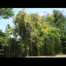 Wahrscheinlich wie die Nessel-Seide ein Schmarotzer